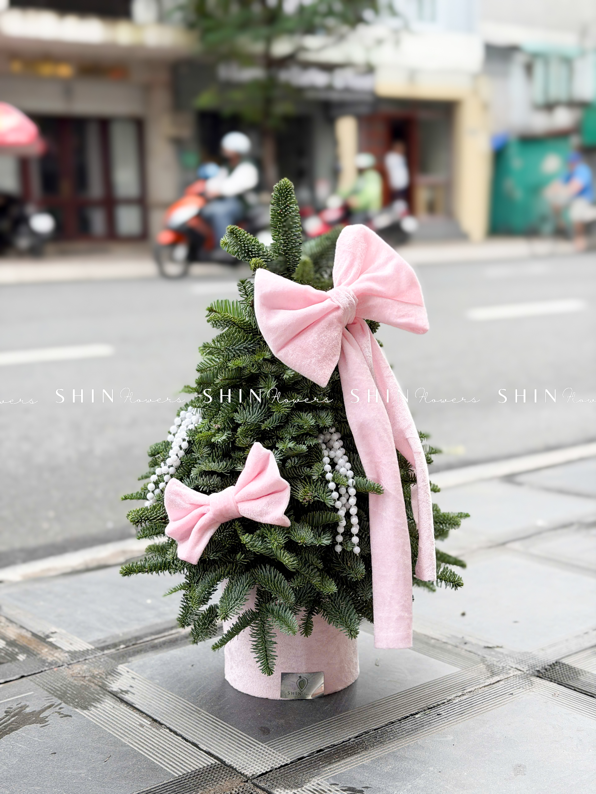 cây thông Nobilis Đan Mạch size 50cm T040