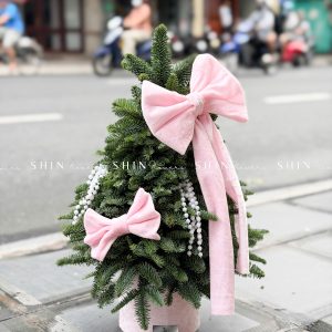 cây thông Nobilis Đan Mạch size 50cm T040