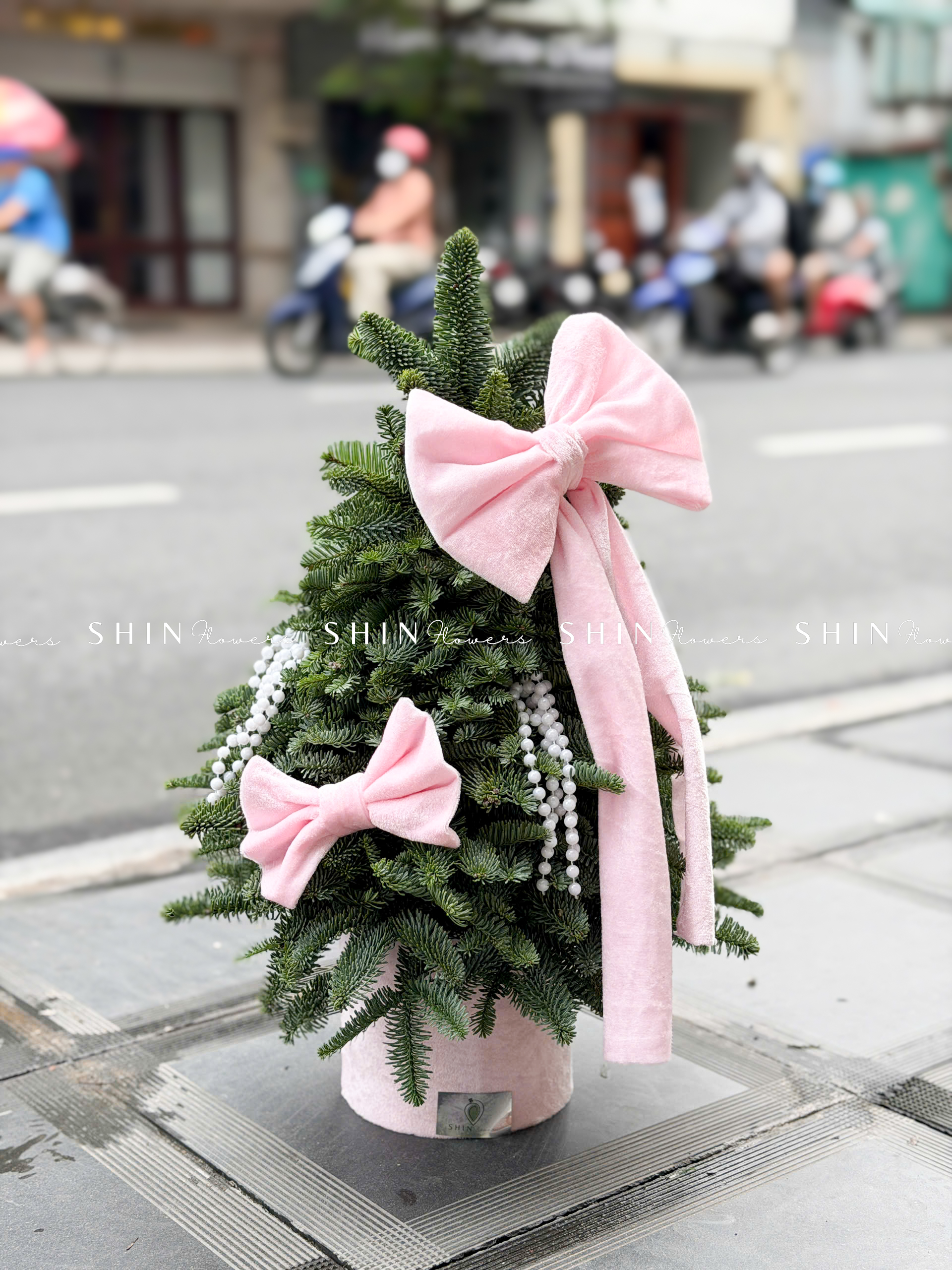 cây thông Nobilis Đan Mạch size 50cm T040