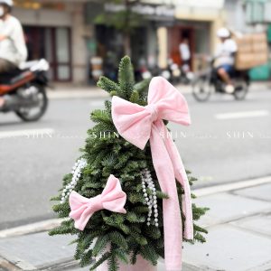 cây thông Nobilis Đan Mạch size 50cm T040