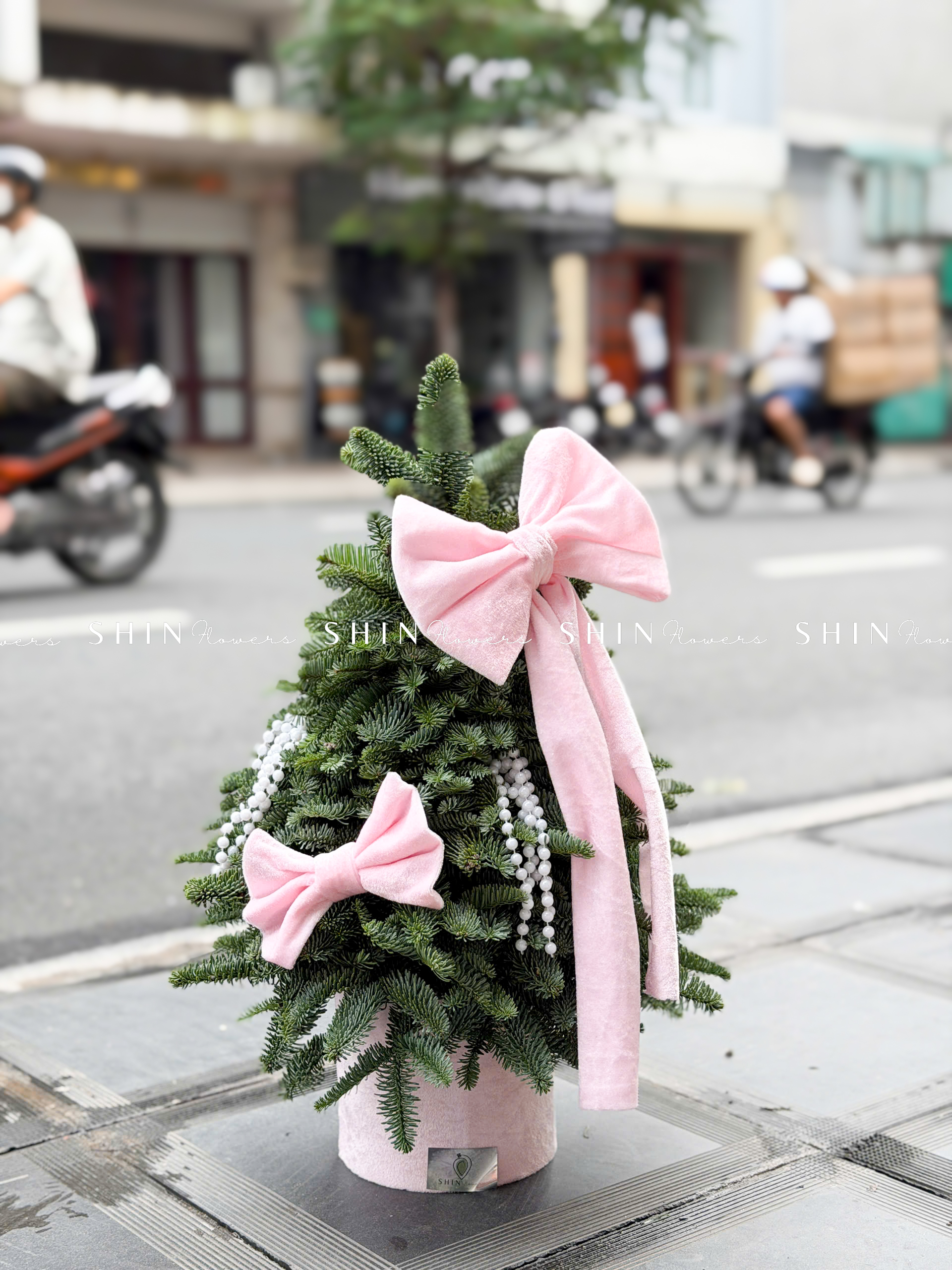 cây thông Nobilis Đan Mạch size 50cm T040