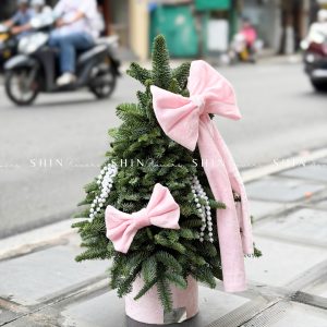 cây thông Nobilis Đan Mạch size 50cm T040