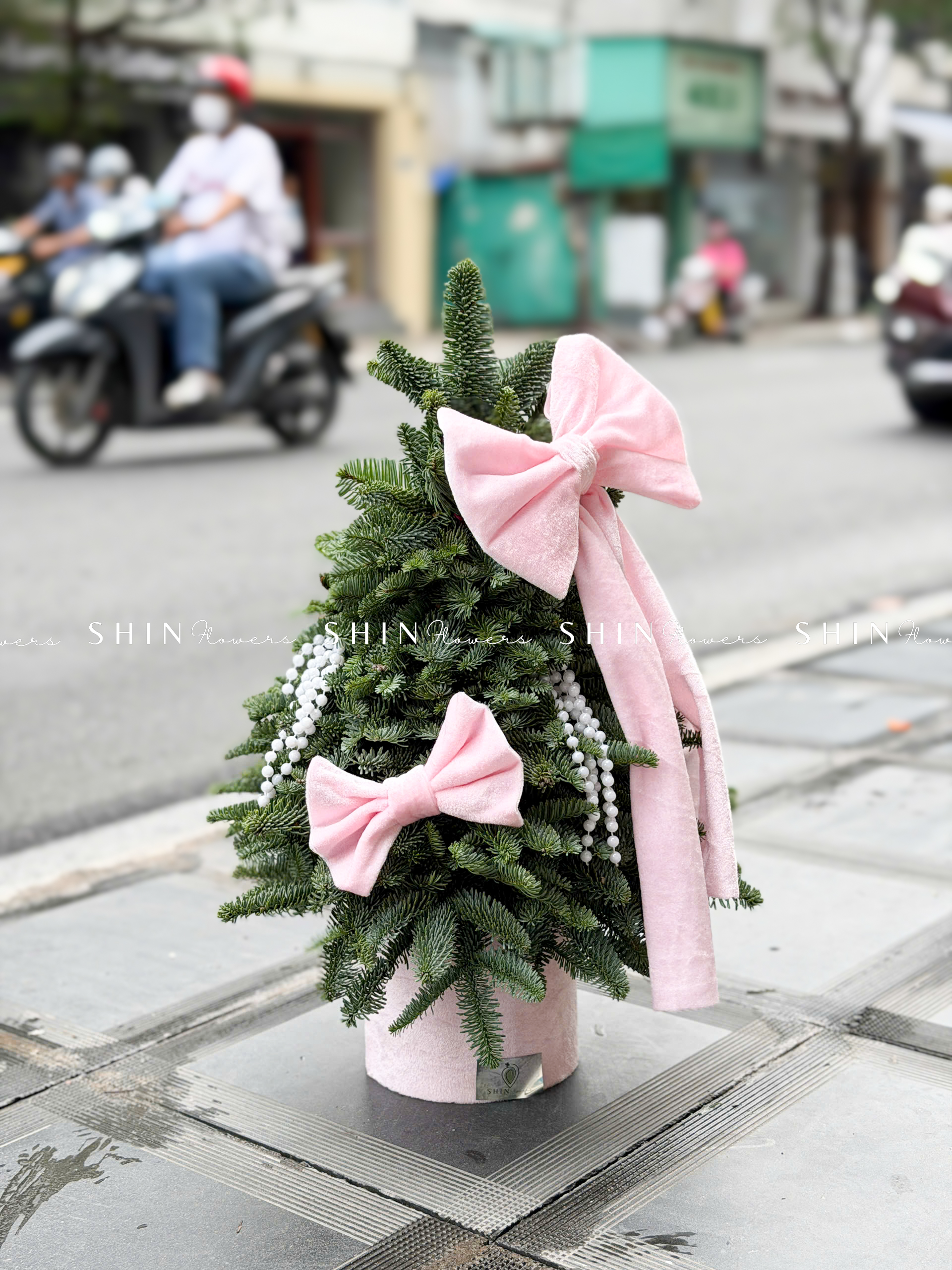 cây thông Nobilis Đan Mạch size 50cm T040