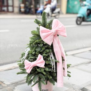 cây thông Nobilis Đan Mạch size 50cm T040