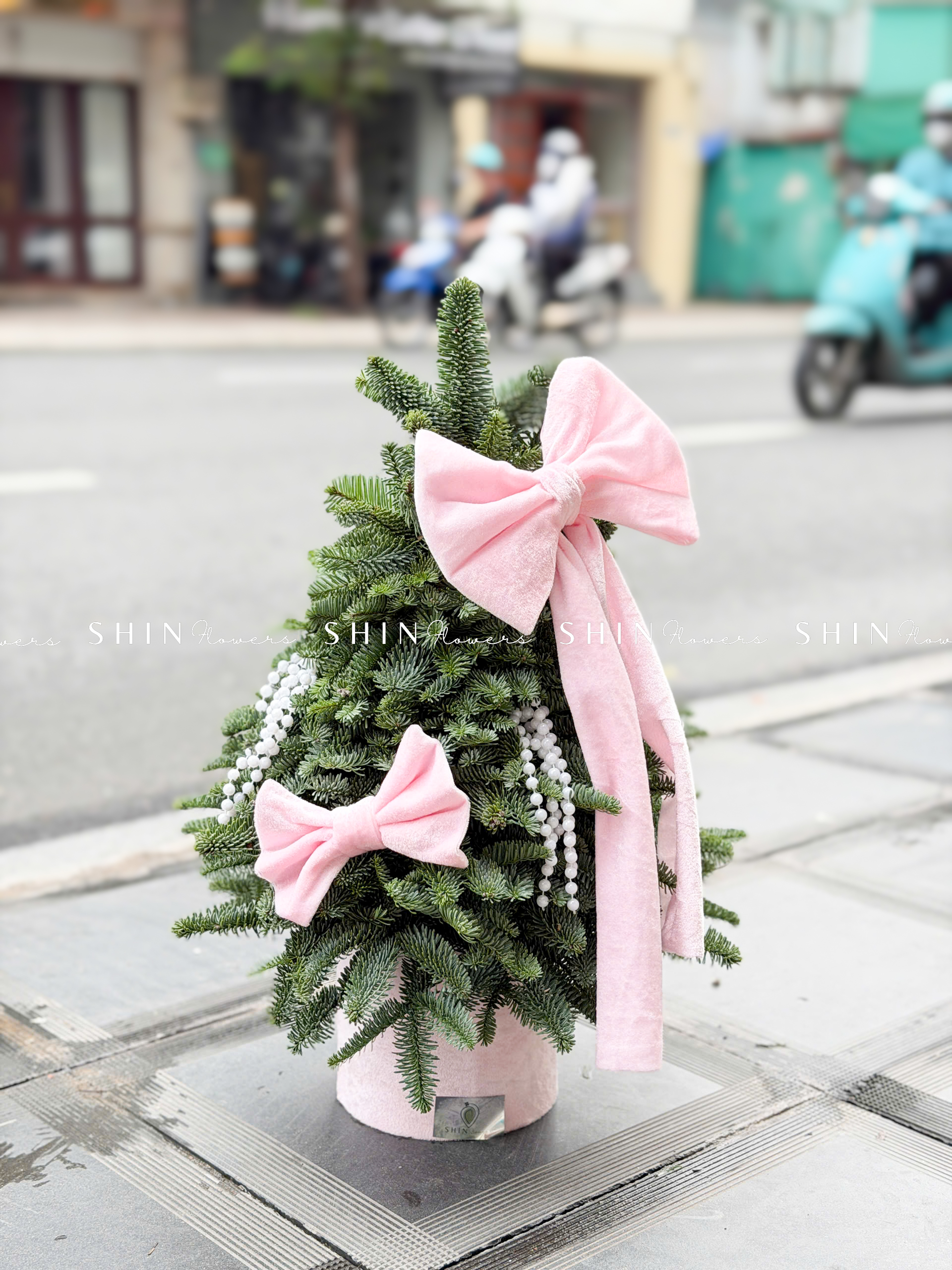 cây thông Nobilis Đan Mạch size 50cm T040