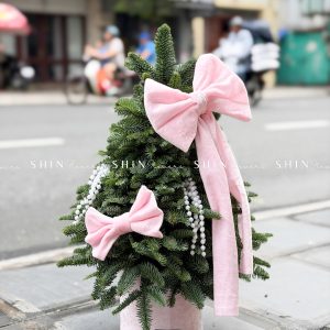 cây thông Nobilis Đan Mạch size 50cm T040