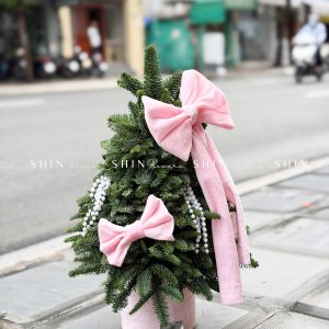 cây thông Nobilis Đan Mạch size 50cm T040