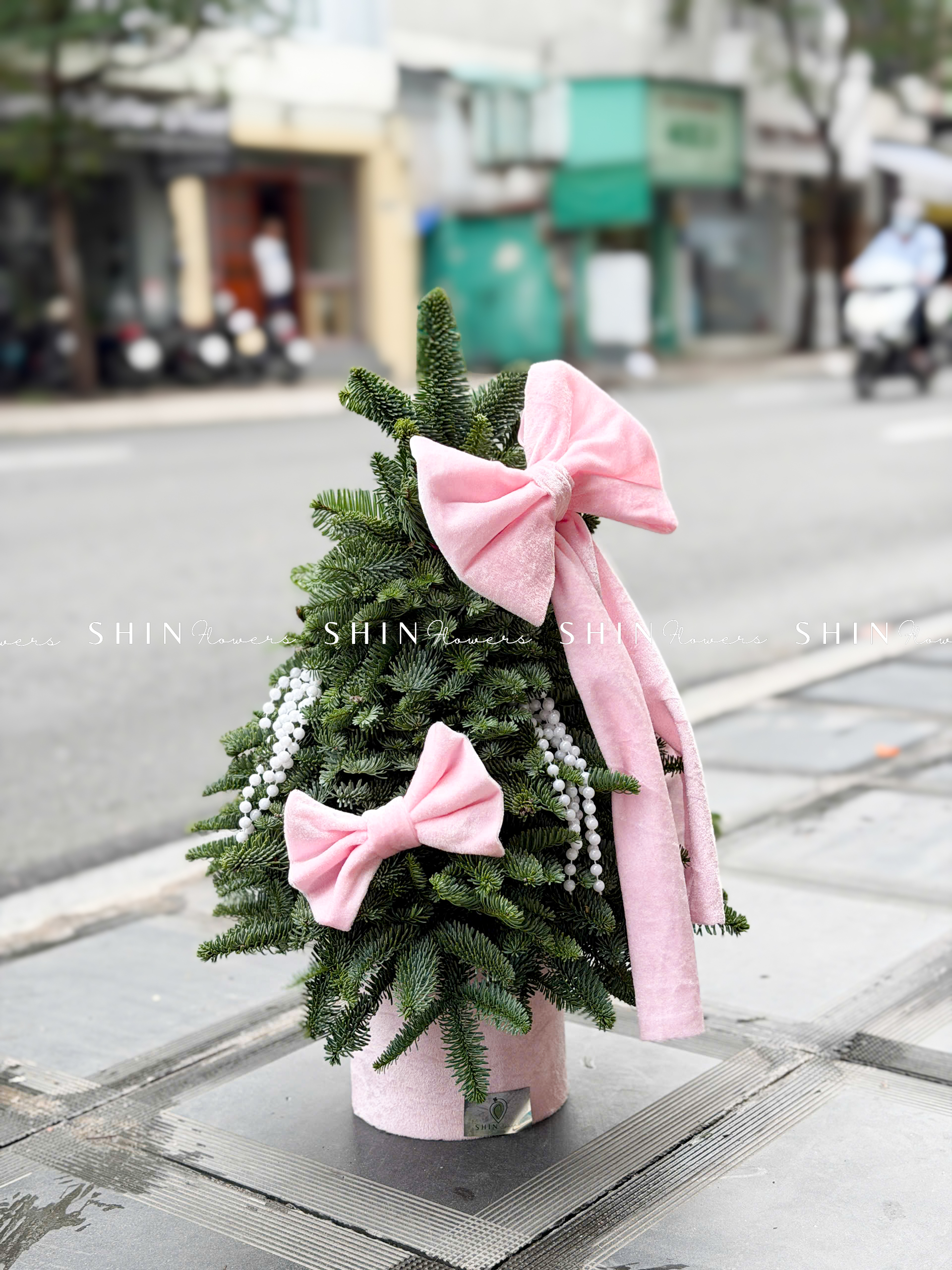 cây thông Nobilis Đan Mạch size 50cm T040