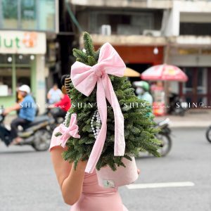 cây thông Nobilis Đan Mạch size 50cm T040