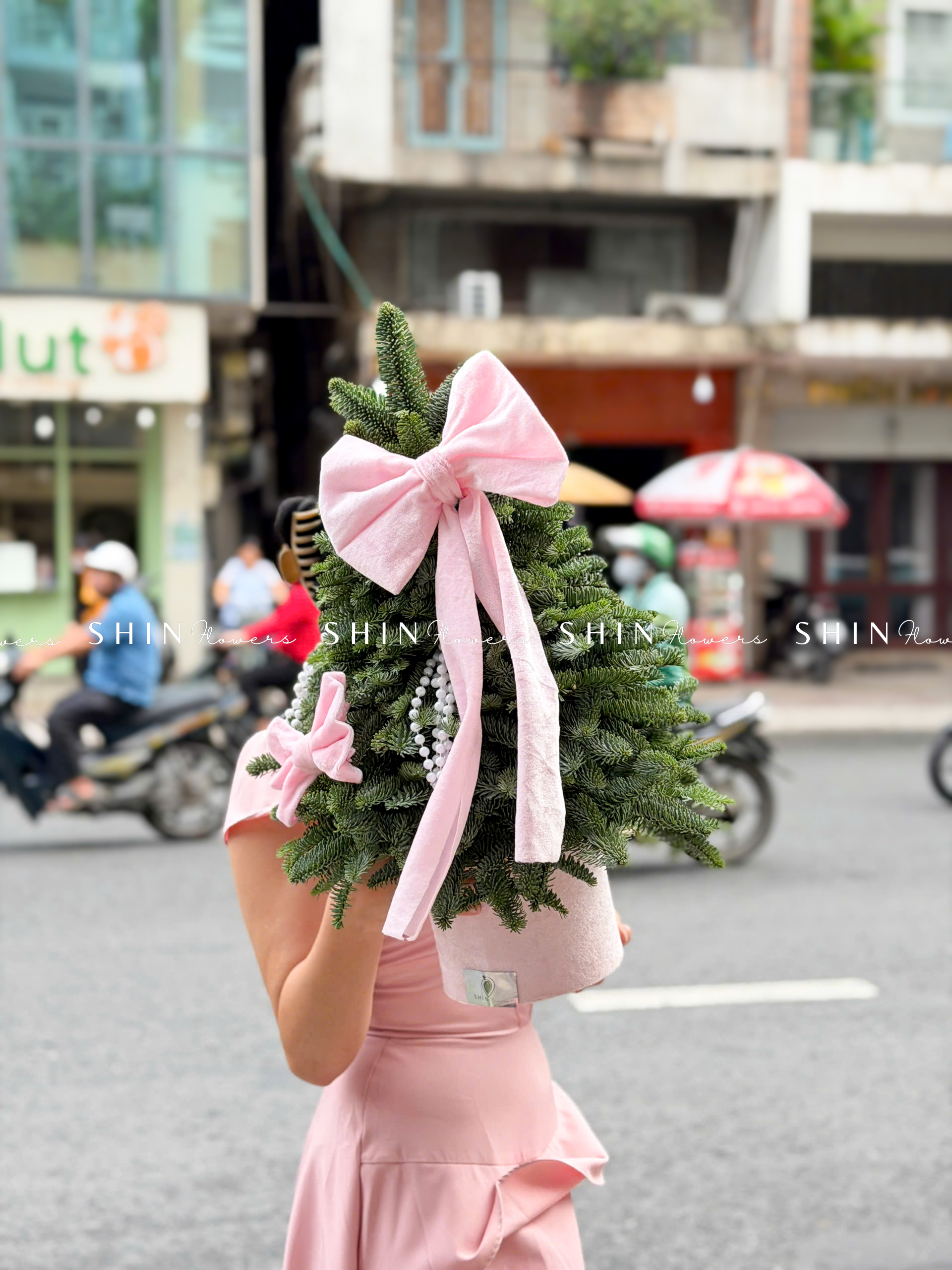 cây thông Nobilis Đan Mạch size 50cm T040