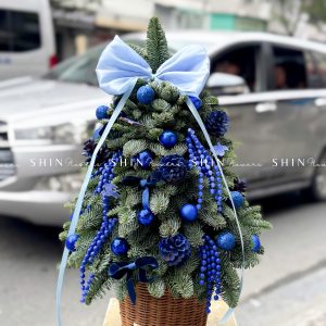 cây thông Nobilis Đan Mạch size 50cm T041