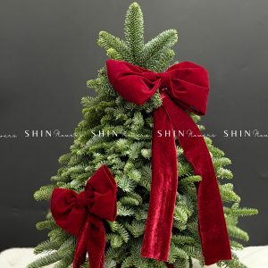 Lẵng thông Nobilis Đan Mạch size 50cm T039