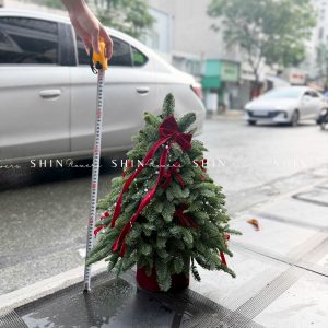 Lẵng thông Nobilis Đan Mạch size 50cm T042