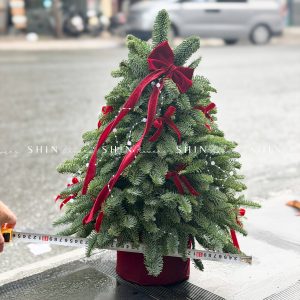 Lẵng thông Nobilis Đan Mạch size 50cm T042