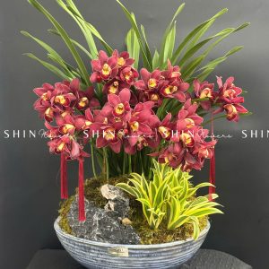 Chậu Đia Lan Sato Đỏ- Phú Quý Tet56