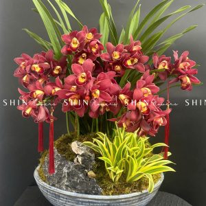 Chậu Đia Lan Sato Đỏ- Phú Quý Tet56