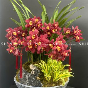 Chậu Đia Lan Sato Đỏ- Phú Quý Tet56