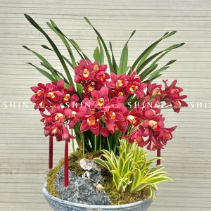 Chậu Đia Lan Sato Đỏ- Phú Quý Tet56