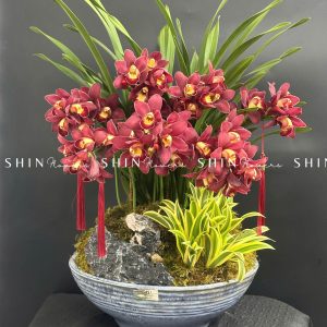 Chậu Đia Lan Sato Đỏ- Phú Quý Tet56