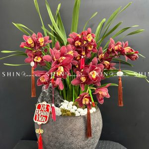 Chậu Đia Lan Sato Đỏ- Phú Quý -6 Vòi - Tet42