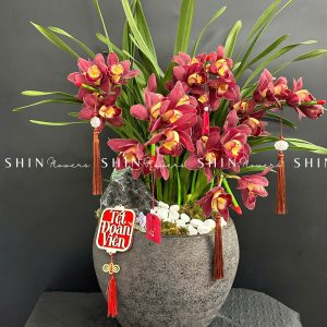 Chậu Đia Lan Sato Đỏ- Phú Quý -6 Vòi - Tet42