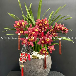 Chậu Đia Lan Sato Đỏ- Phú Quý -6 Vòi - Tet42