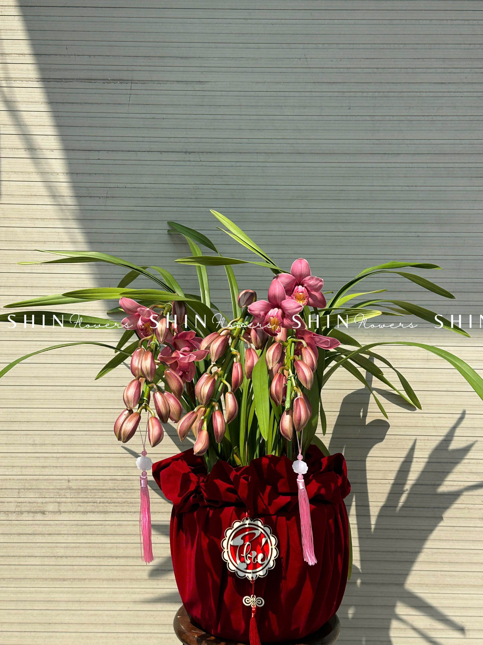 Chậu Đia Lan Sato hồng đậm Size M Tet56