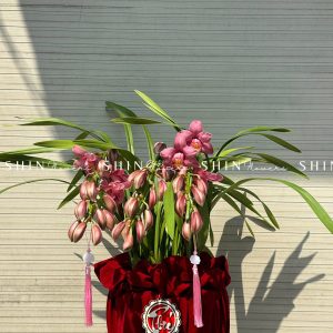 Chậu Đia Lan Sato hồng đậm Size M Tet56