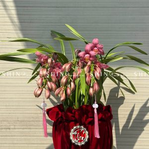 Chậu Đia Lan Sato hồng đậm Size M Tet56