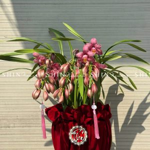 Chậu Đia Lan Sato hồng đậm Size M Tet56