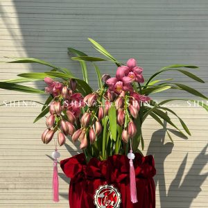 Chậu Đia Lan Sato hồng đậm Size M Tet56