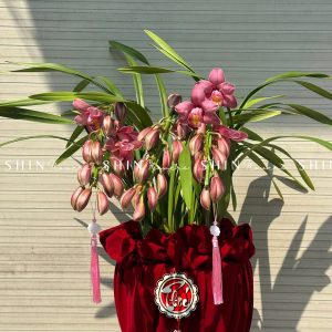 Chậu Đia Lan Sato hồng đậm Size M Tet56