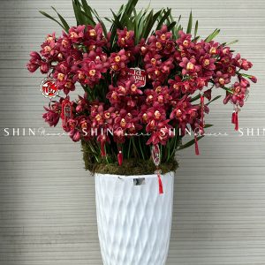 Chậu Đia Lan Sato Đỏ- Phú Quý - 28 Vòi - Tet40