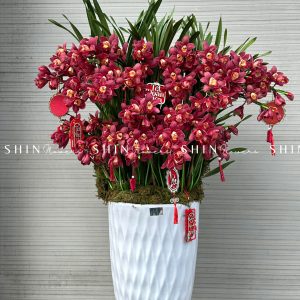 Chậu Đia Lan Sato Đỏ- Phú Quý - 28 Vòi - Tet40