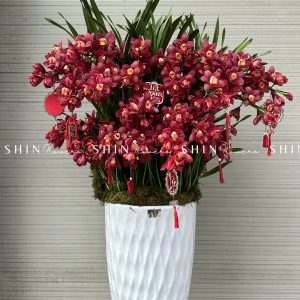 Chậu Đia Lan Sato Đỏ- Phú Quý - 28 Vòi - Tet40