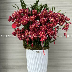 Chậu Đia Lan Sato Đỏ- Phú Quý - 28 Vòi - Tet40