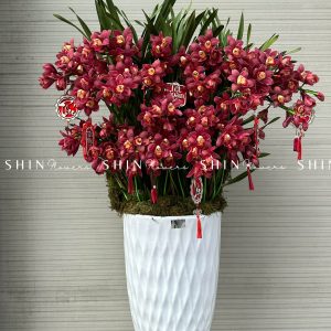 Chậu Đia Lan Sato Đỏ- Phú Quý - 28 Vòi - Tet40