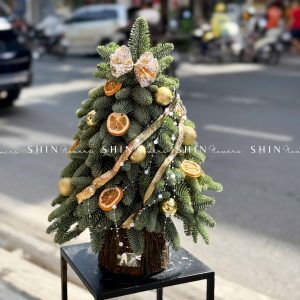 Cây thông Nobilis Đan Mạch cắm cành size 50cm T046