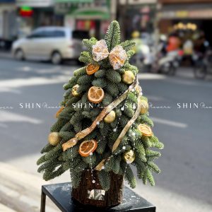 Cây thông Nobilis Đan Mạch cắm cành size 50cm T046