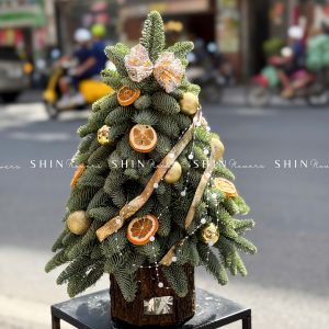 Cây thông Nobilis Đan Mạch cắm cành size 50cm T046