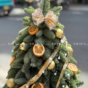 Cây thông Nobilis Đan Mạch cắm cành size 50cm T046