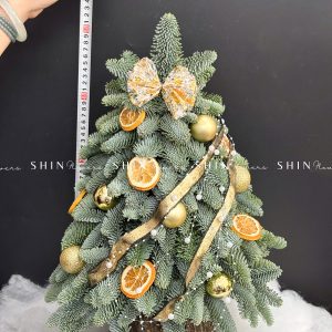 Cây thông Nobilis Đan Mạch cắm cành size 50cm T046