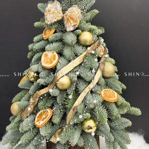 Cây thông Nobilis Đan Mạch cắm cành size 50cm T046