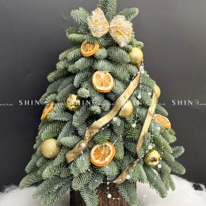 Cây thông Nobilis Đan Mạch cắm cành size 50cm T046