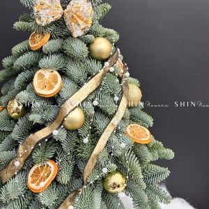 Cây thông Nobilis Đan Mạch cắm cành size 50cm T046