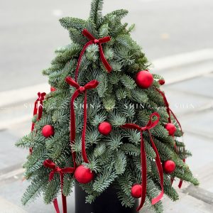 Cây thông Nobilis Đan Mạch cắm cành size 45cm T047