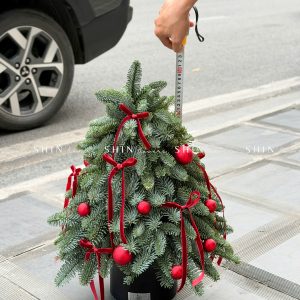 Cây thông Nobilis Đan Mạch cắm cành size 45cm T047
