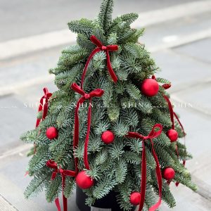 Cây thông Nobilis Đan Mạch cắm cành size 45cm T047