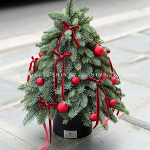Cây thông Nobilis Đan Mạch cắm cành size 45cm T047