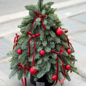 Cây thông Nobilis Đan Mạch cắm cành size 45cm T047